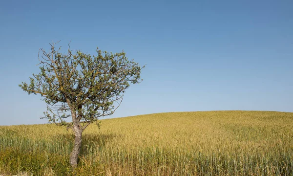 Champ solitaire d'arbres et de blé — Photo