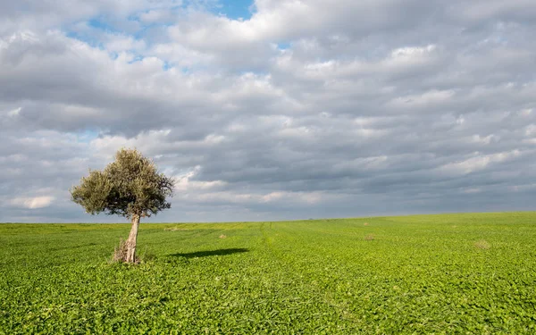 Eenzame Olive tree in een grasland. — Stockfoto