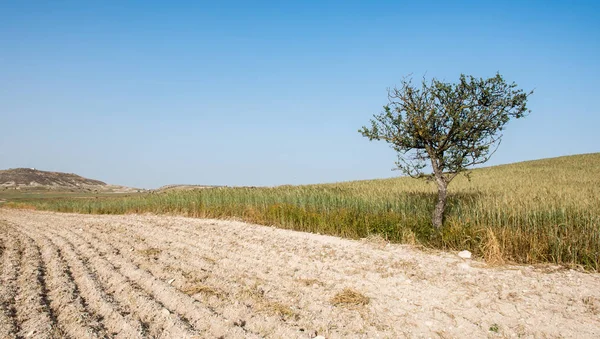 Árvore solitária no campo — Fotografia de Stock