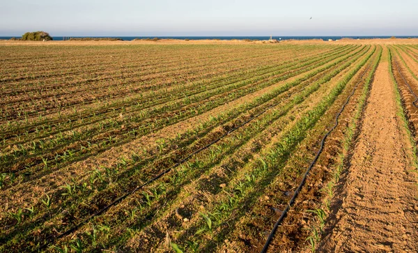 Cultivated Corn field near the sea — Stock Photo, Image