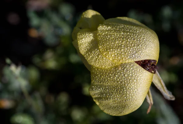 Anémone fleur de coronaire — Photo