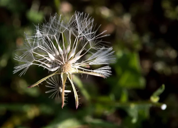 Flor silvestre de lana de oro espinoso — Foto de Stock