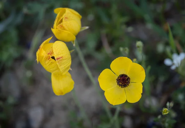 Anémone jaune Fleur de coronaire — Photo