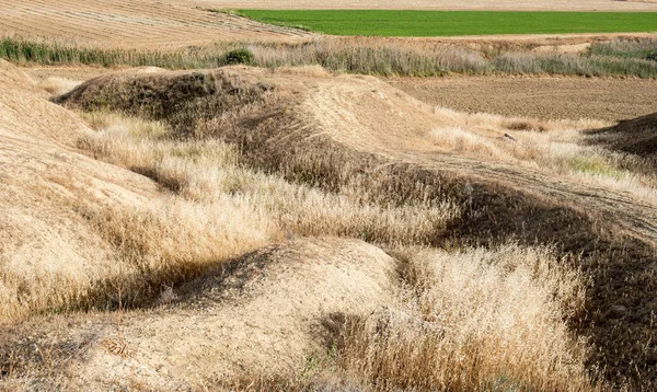 Champs agricoles arrière-plan et herbe verte — Photo