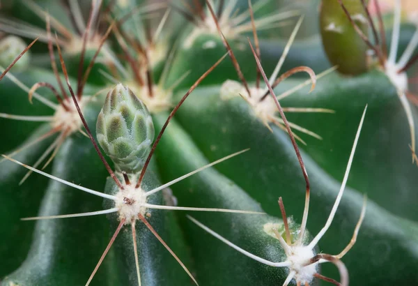 Detalles de la planta de cactus — Foto de Stock