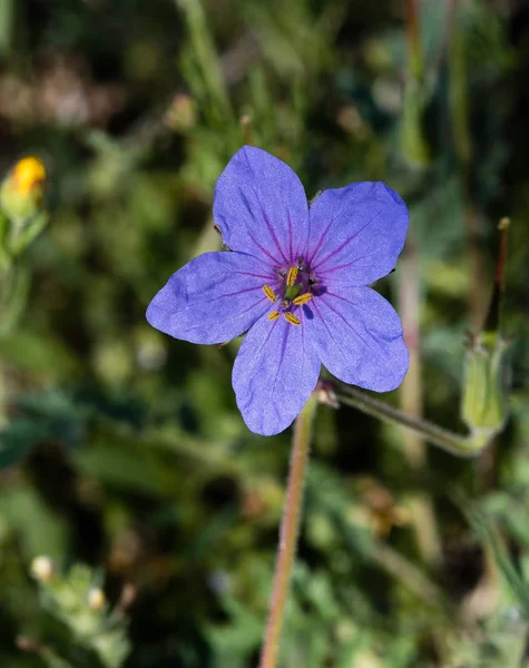 Geranium sylvaticum Fleur de Mayflower — Photo