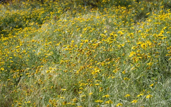 Területén virágok sárga argyranthemum — Stock Fotó