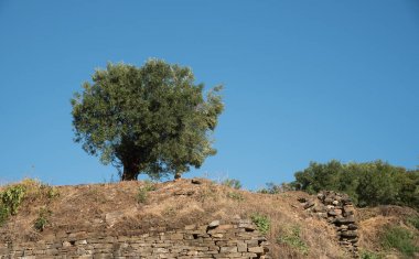 Tek zeytin ağacı ve mavi gökyüzü