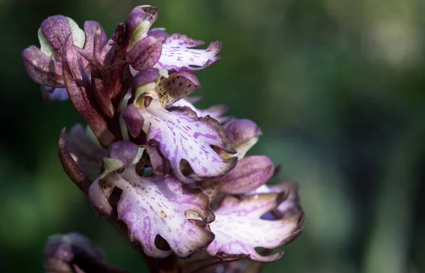 Fleur sauvage d'orchidée — Photo