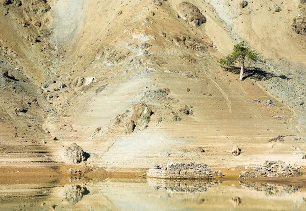 Pinheiro solitário em uma encosta de uma montanha — Fotografia de Stock
