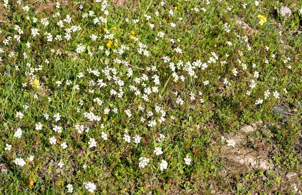 Területén argyranthemum fehér virágok — Stock Fotó