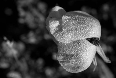 anemon coronaria çiçek