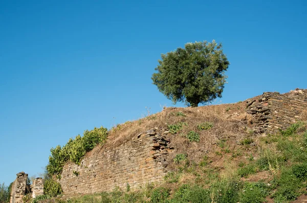 Single olive tree and blue sky — Stock Photo, Image