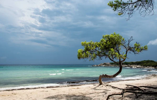 Árbol solitario en la playa — Foto de Stock