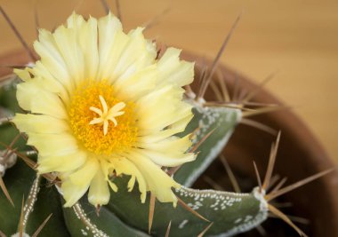 Sarı kaktüs çiçek