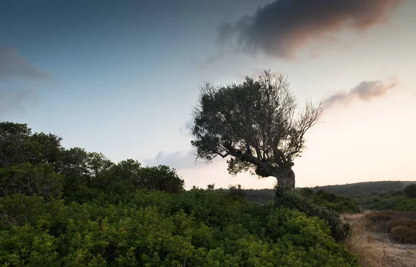 Seul olivier solitaire dans le champ pendant le coucher du soleil . — Photo