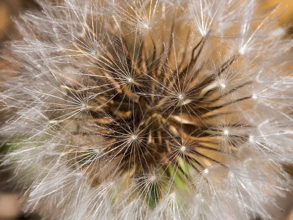 Dikenli goldenfleece kır çiçeği — Stok fotoğraf