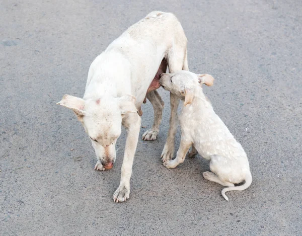 Neugeborener Hund ernährt sich von der Brust — Stockfoto