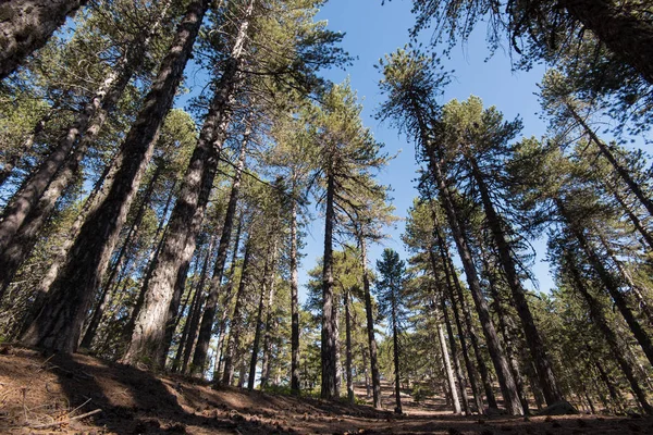 Árboles de pino del bosque —  Fotos de Stock