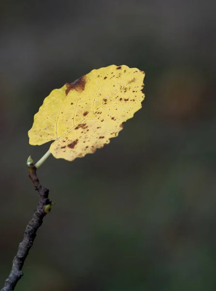 单层明亮的黄色秋叶 — 图库照片