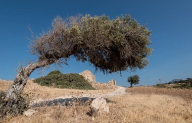 Zeytin ağacı ve Hıristiyan Kilisesi 