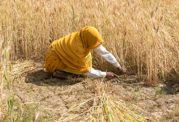Mulher colhendo sementes de trigo, Índia — Fotografia de Stock