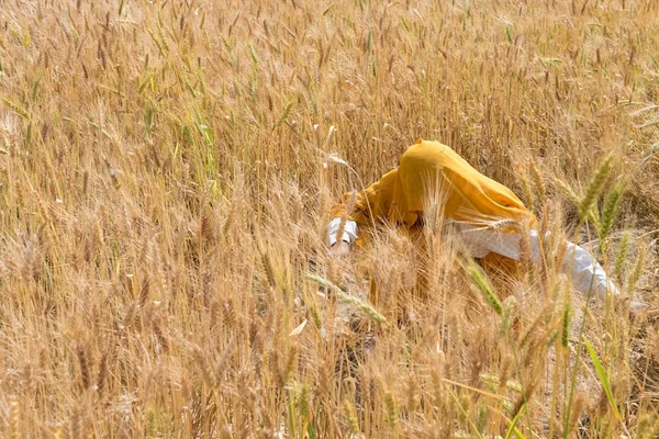 Kvinna som skörden vete frön, Indien — Stockfoto