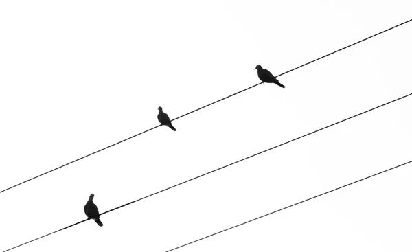 Silhouette von Vögeln, die auf Stromkabeln sitzen — Stockfoto