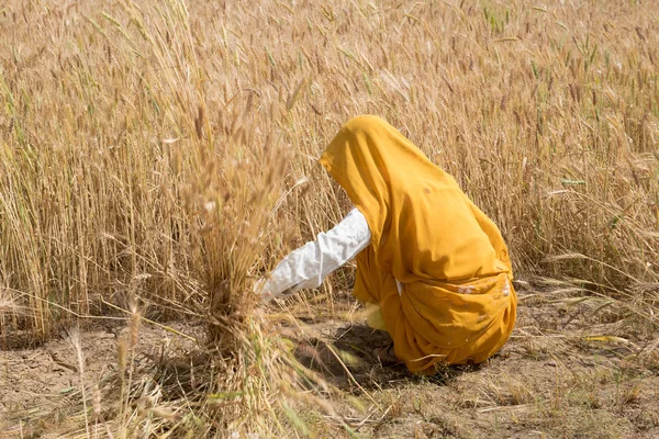 Kvinna som skörden vete frön, Indien — Stockfoto