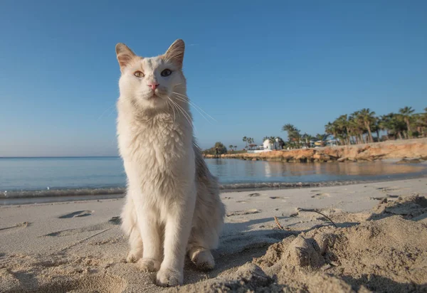 White  domestic cat sitting on the beach — Stock Photo, Image