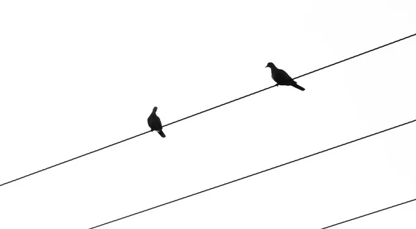 Silhouette of birds sitting on electric cables — Stock Photo, Image