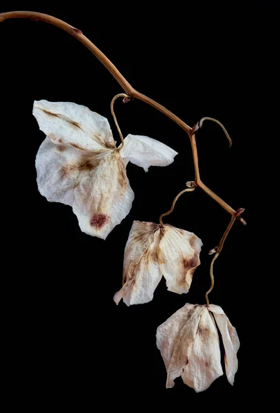 Orchidée flétrie Phalaenopsis pétales de fleurs — Photo