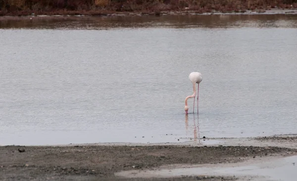 Белая птица фламинго стоит на озере и кормит — стоковое фото