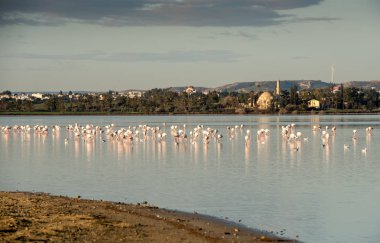 Flamingo kuşları gölde