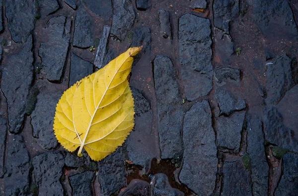 Žlutá podzimní listí — Stock fotografie