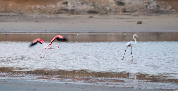 Flamingo-Vogel fliegt und läuft auf dem See — Stockfoto