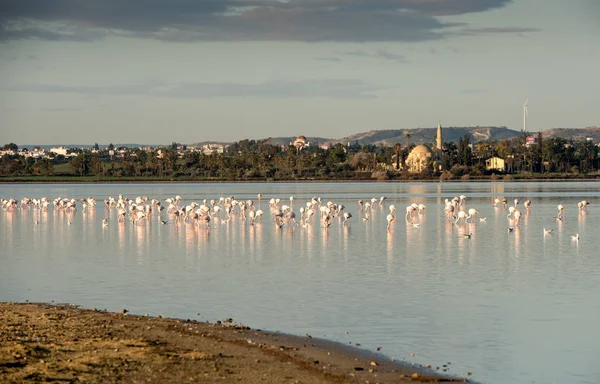Flamingo vogels in het meer — Stockfoto