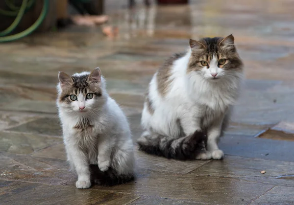 Deux chats blancs assis sur le sol — Photo