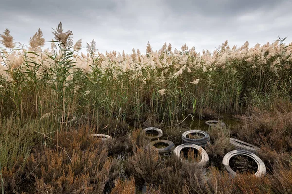 Roestige Gebruikt Voertuig Banden Verwijderd Een Reed Veld Maken Van — Stockfoto