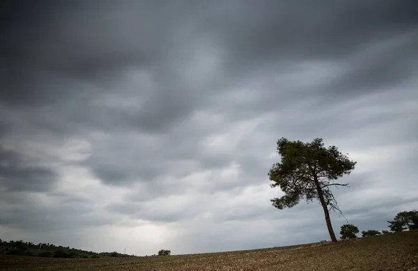 Singolo Albero Solitario Pineta Piedi Nel Mezzo Cielo Agricolo Archiviato — Foto Stock