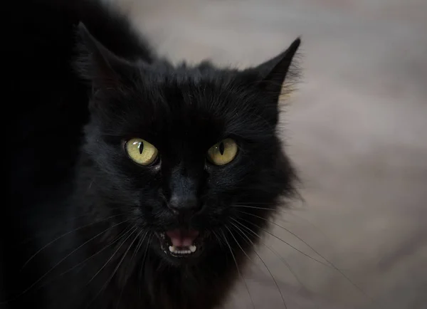 Close Portrait Black Cat Green Eyes — Stock Photo, Image