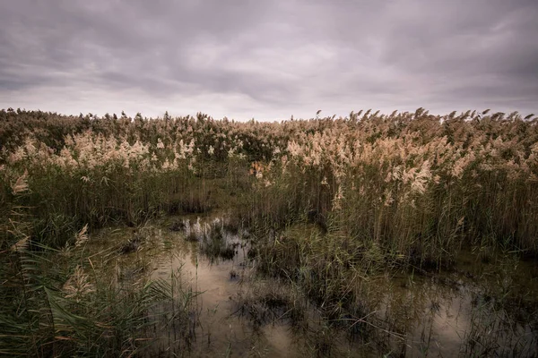 Курорт Дикой Природы Тростниковым Полем — стоковое фото