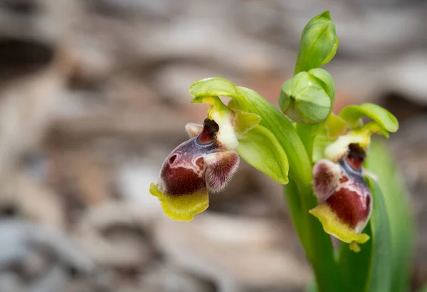 Ophrys flavomarginata orchidée sauvage plante — Photo