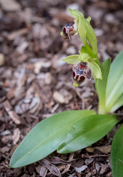 Ophrys kotschyi dzikich orchidei roślin z kwitnących kwiatów. — Zdjęcie stockowe