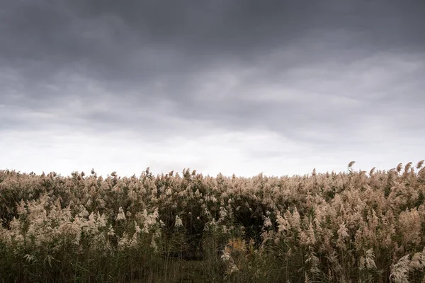 Nature wildlife resort with reed field. — Stock Photo, Image