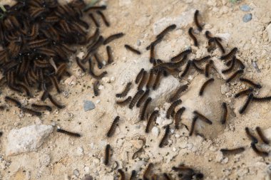 Bahar tırtıllar yere ailesi