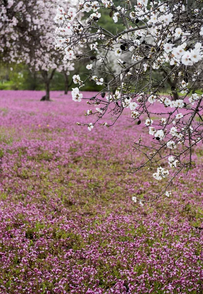 Primavera paesaggio bello e colorato . — Foto Stock