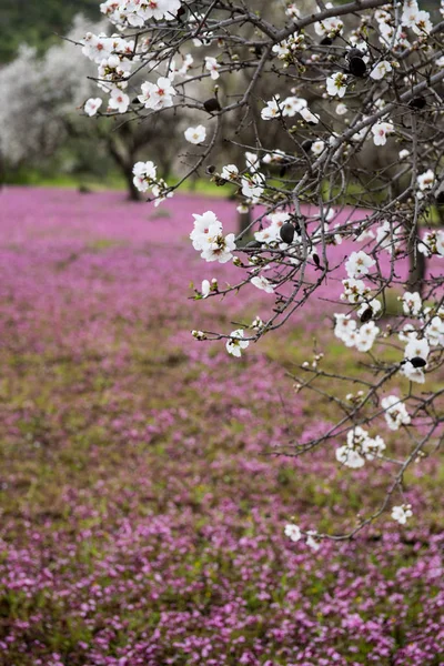 Primavera hermoso y colorido paisaje . — Foto de Stock