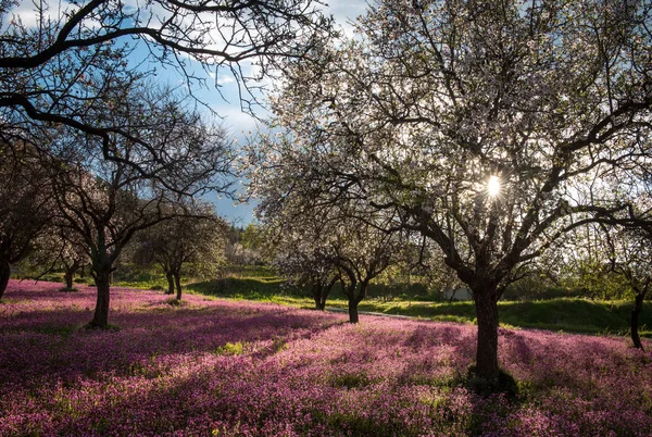 Bahar, yatay, çiçekler ve çiçekleri — Stok fotoğraf