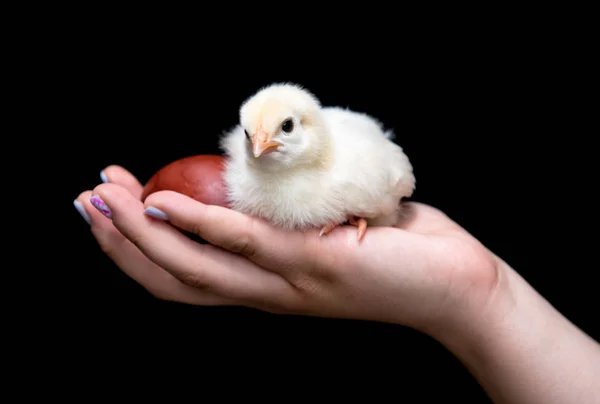 Jeune adolescent tenant un bébé poulet jaune et un Pâques rouge — Photo